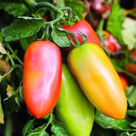 Clovers Garden San Marzano Tomato Live Plant (2 Count)