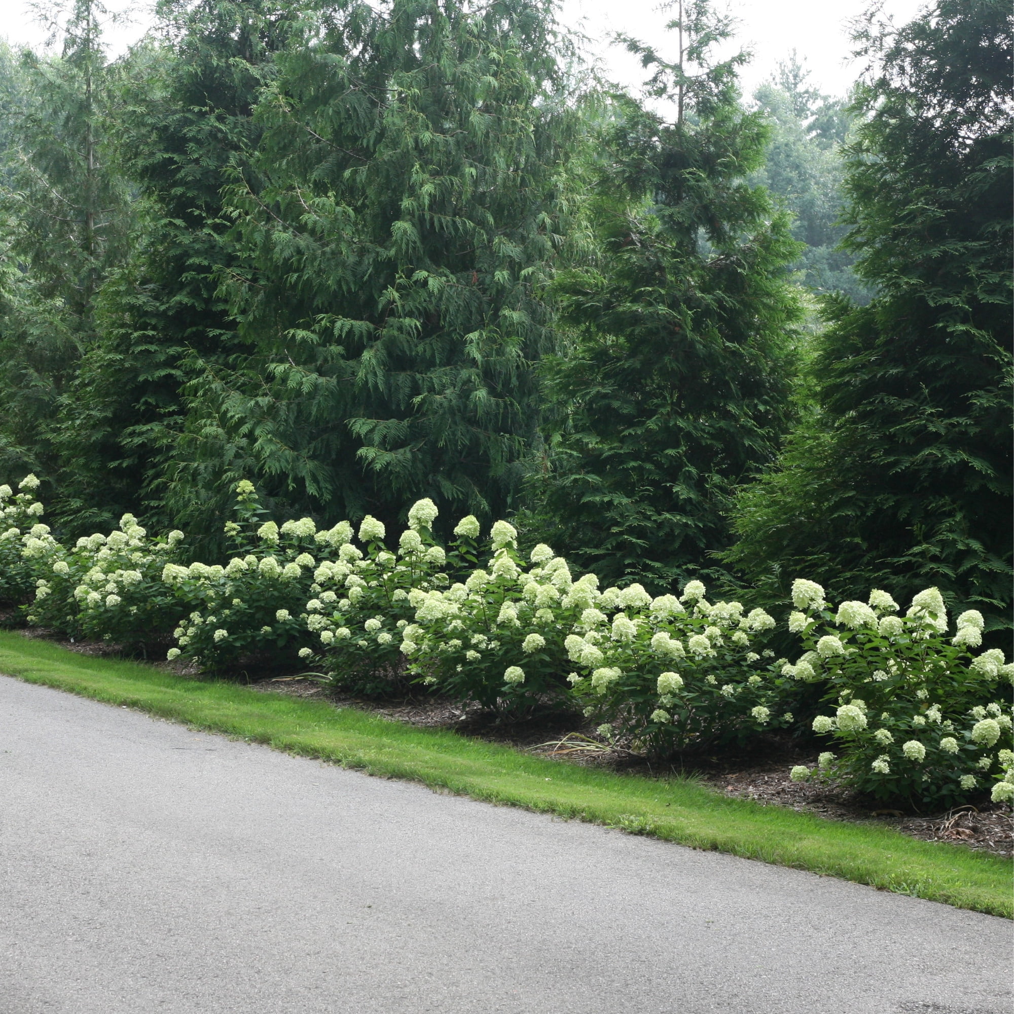 Proven Winners ColorChoice 6" Little Lime Panicle Hydrangea Live Plant in 7.5" Pot
