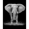 thumbnail image 1 of Kit de pintura 5D DIY Elefante Mosaico de diamante redondo completo Hugtrwg Para estrenar, 1 of 9