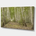 thumbnail image 2 of Arbre de Bouleaux Dense en Journée d'Été - Impression sur Toile de Forêt, 2 of 3