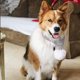 thumbnail image 5 of Bufanda tejida para perros navideños con pompón blanco, accesorios cálidos para mascotas para vacaciones de invierno, 5 of 5