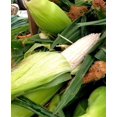 thumbnail image 1 of 100 Country GENTLEMAN WHITE CORN Sweet Heirloom Zea Mays Vegetable Seeds, 1 of 3