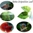 thumbnail image 4 of Paquete de 4 almohadillas de hojas de pez Betta que mejoran la salud de Betta simulando el hábitat natural, 4 of 5