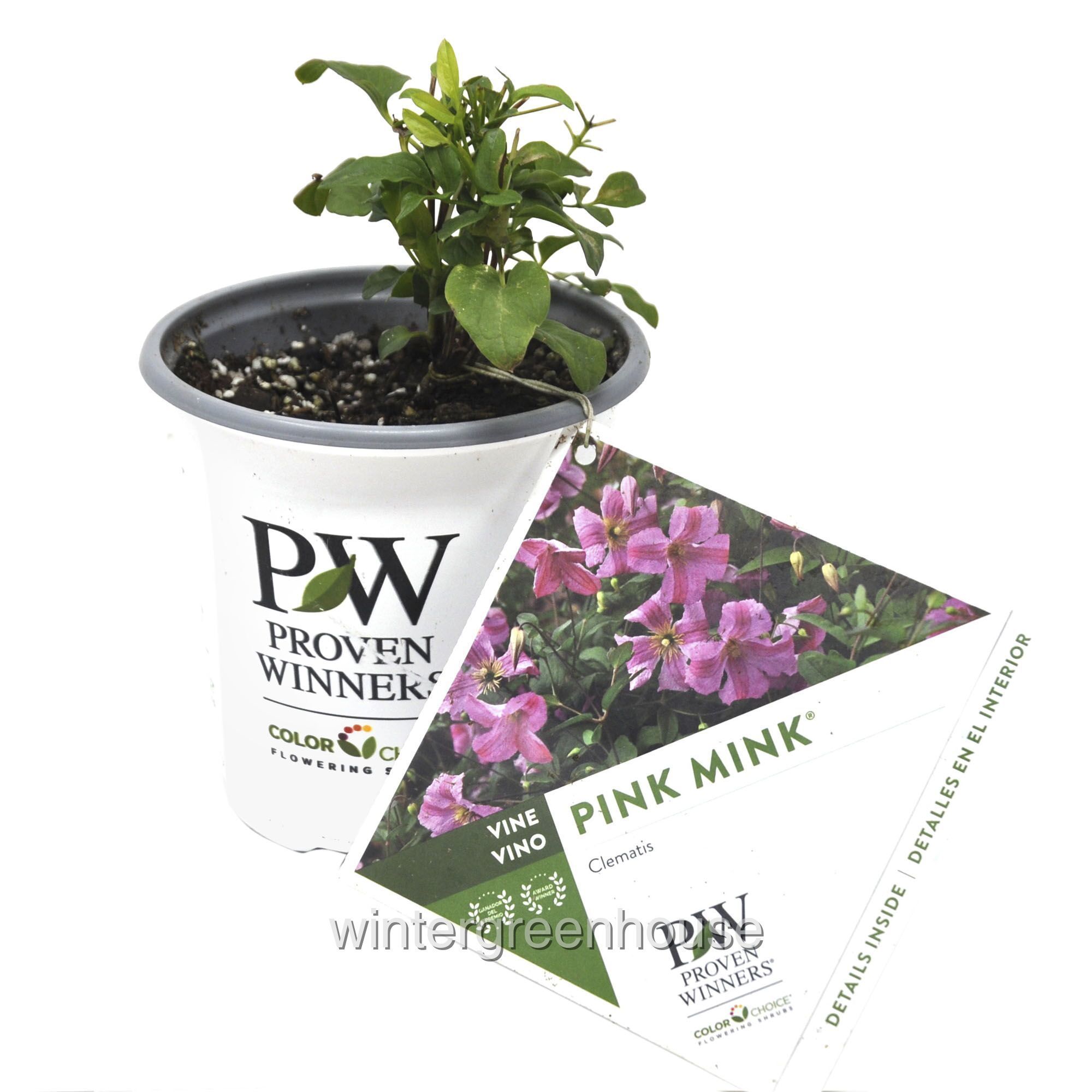 Clematis ‘Krakowiak’ Pink Mink®, Clematis Pot Size 4.5" Flowering