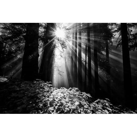 Light in the Darkness, Sun Beams and Redwood Coast Black and White Print Wall Art By Vincent