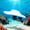 Bodyboard+Air Pump, variant on 2-in-1 Bodyboard & Underwater Scooter - 500w Brushless Motor (10km/H Max Speed), 130min Runtime,Portable - Great For Family Vacations & Ocean Exploratio