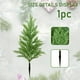 thumbnail image 5 of Christmas Tree Courtyard Garden Plugs, 5 of 6