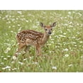 thumbnail image 2 of Whitetail Deer Fawn Among Oxeye Daisy, in Captivity, Sandstone, Minnesota, USA, Animals Stretched Canvas Wall Art by James Hager Sold by Art.Com, 2 of 5