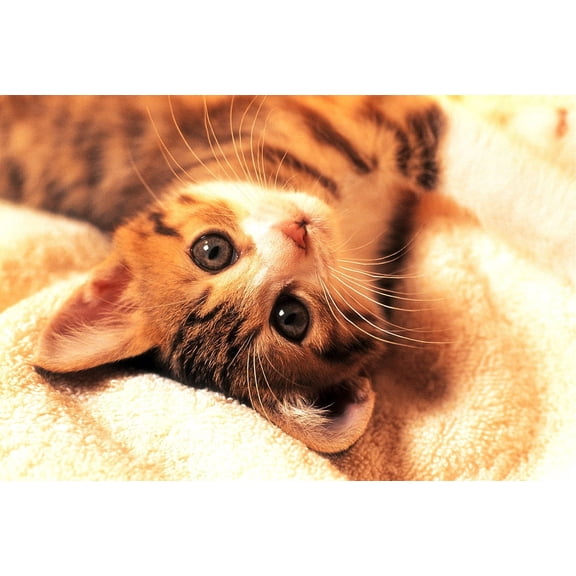 Cute Kitten 1,000 Piece Jigsaw Puzzle
