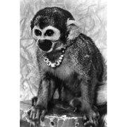 Space Monkey Baker 1979. Nmiss Baker One Of The First Primates To Complete A Space Flight In 1959. Photographed At The