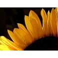 thumbnail image 2 of Burkhart, Monika 14x12 White Modern Wood Framed Museum Art Print Titled - Sunlit Sunflowers III, 2 of 4
