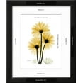thumbnail image 3 of Golden Gerbera, Botanical Seasons Framed Art Print Wall Art by Albert Koetsier, 3 of 6