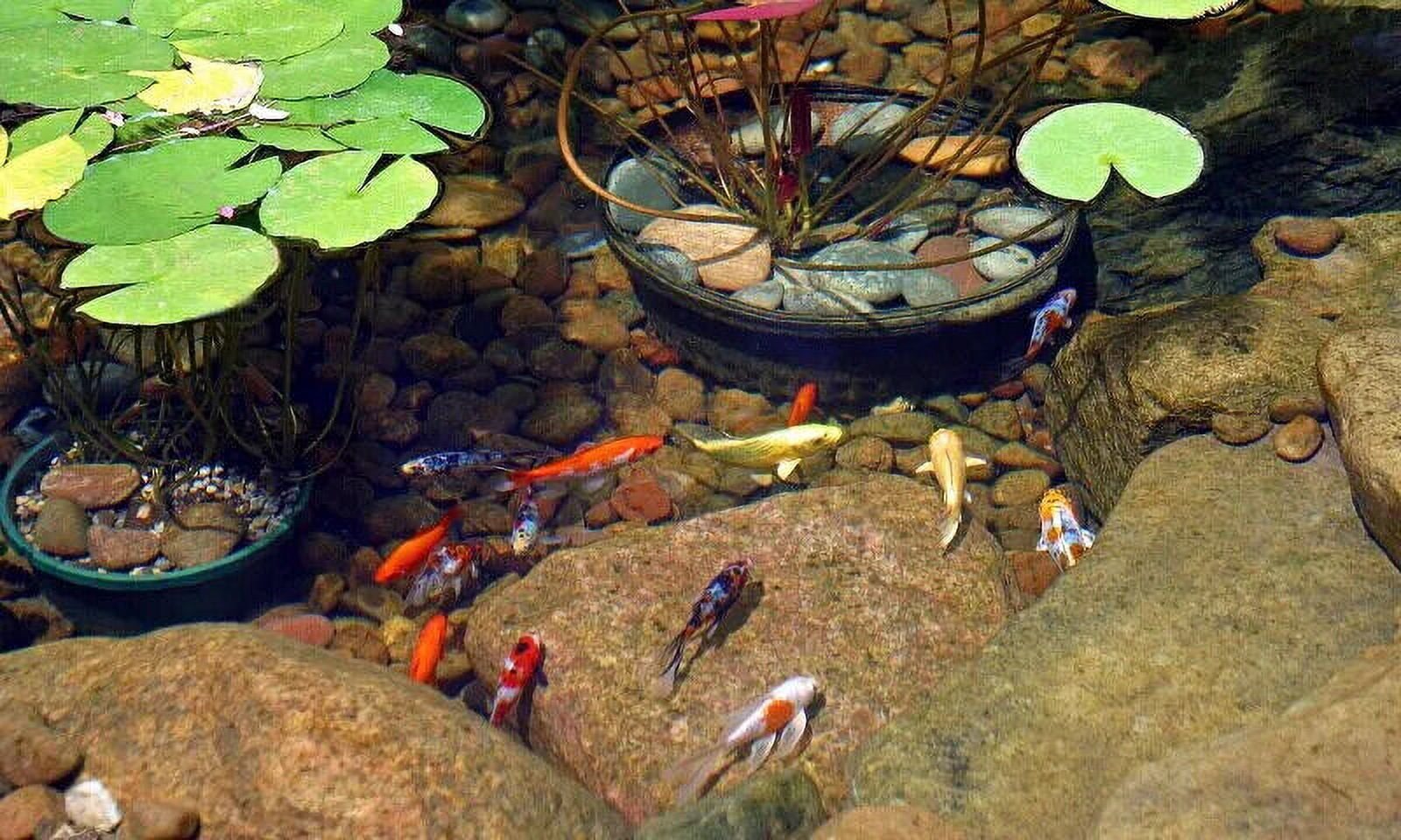 Aquatic Foods Inc. Koi 7/16" x 5/32" 28% Protein Floating Sticks for Koi, Goldfish, All Pond Fish, All Aquatic Turtles...WL 2-lbs 6oz Lg Jar