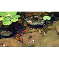 thumbnail image 6 of Aquatic Foods Inc. Koi 7/16" x 5/32" 28% Protein Floating Sticks for Koi, Goldfish, All Pond Fish, All Aquatic Turtles...WL 5oz Sm Jar, 6 of 6