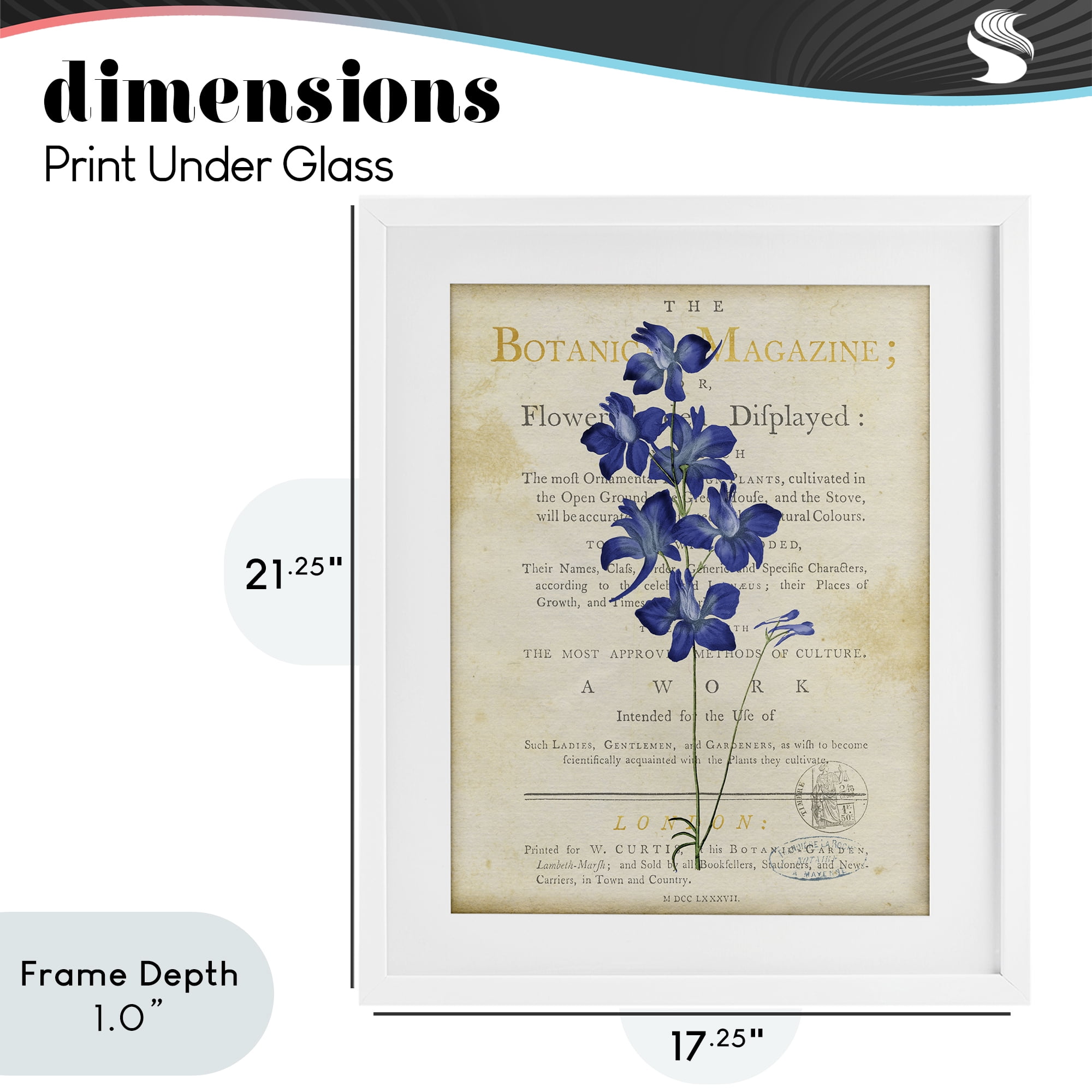 Stupell Industries Natural Botanic Garden Flower White Framed Print Under Glass, design by Susan Arnot