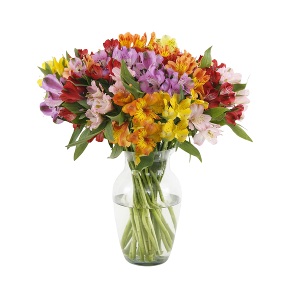 KaBloom-Alstromeria 24 Stem- Vase-Gift for Every Occasion.