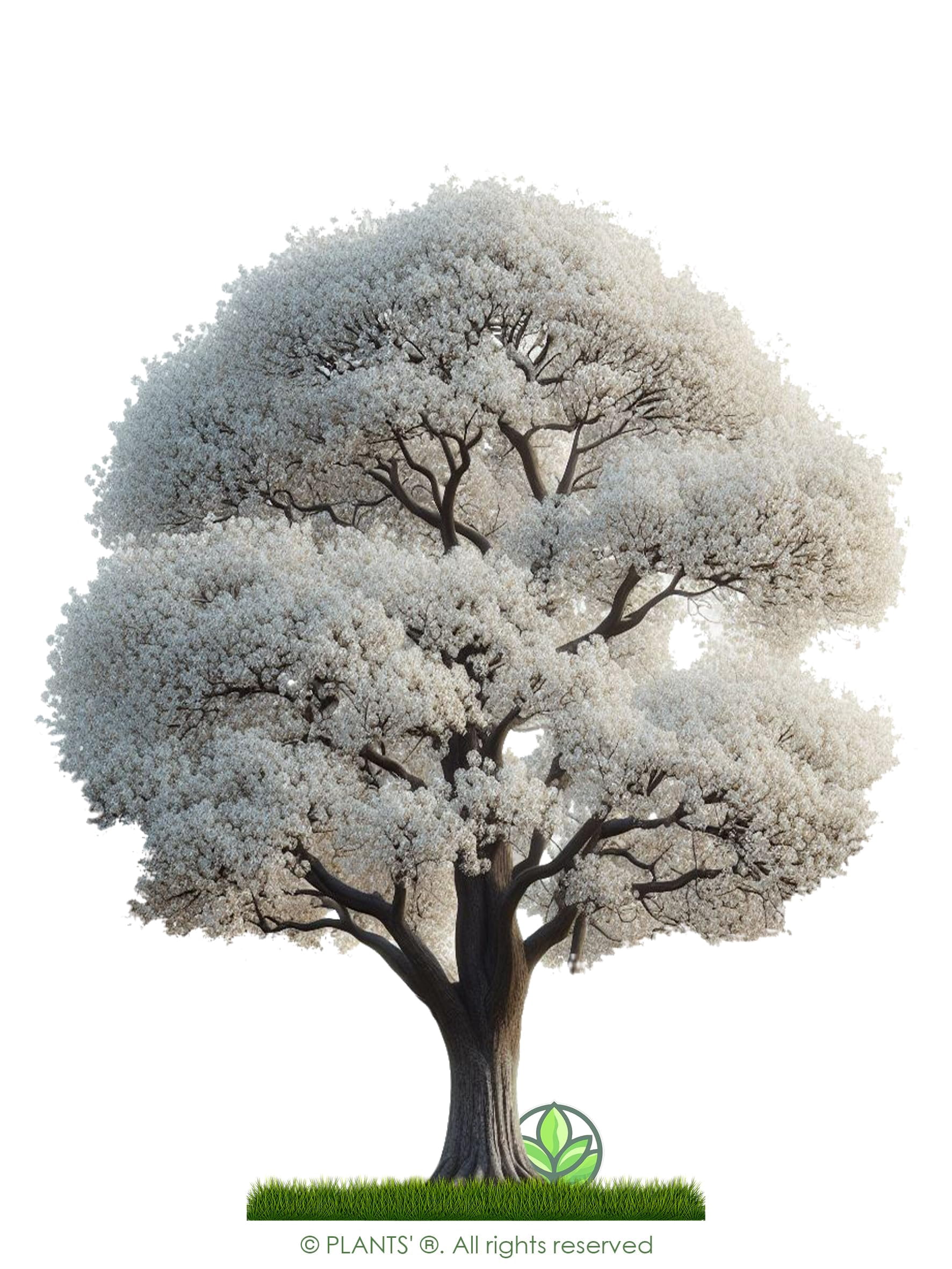 Asian Pear Tree | Premium Seeds | Pyrus pyrifolia 'Spring' | Plants'® (Premium Seeds, 100)