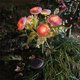 thumbnail image 1 of Luces solares para jardín con forma de camelia, 7 LED blanco cálido, estacas metálicas impermeables con energía solar | Iluminación para caminos, patios y terrazas | Decoración romántica para, 1 of 6