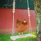 thumbnail image 3 of Gallinero colgante de madera Natural SSuperp juguete escalera de percha duradero para pájaros y pollos, 3 of 5