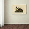 thumbnail image 3 of Trademark Fine Art 'Hooded Merganserplate 232' Canvas Art by Audubon, 3 of 3