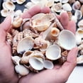thumbnail image 3 of EastVita Natural Mixed Sea Shells for Aquarium Microlandschaft Decor Props, 3 of 5