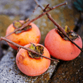 thumbnail image 4 of Persimmon Tree in Quart Pot - Ideal for Home Gardens and Landscaping - Hardy and Ready to Grow, 4 of 5