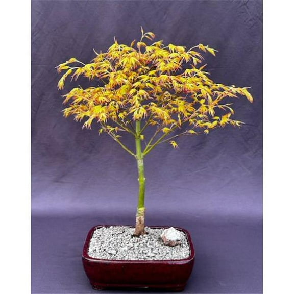 Bonsai Boy of   York c2055 Japanese Maple Bonsai Tree - Acer Palmatum Katsura