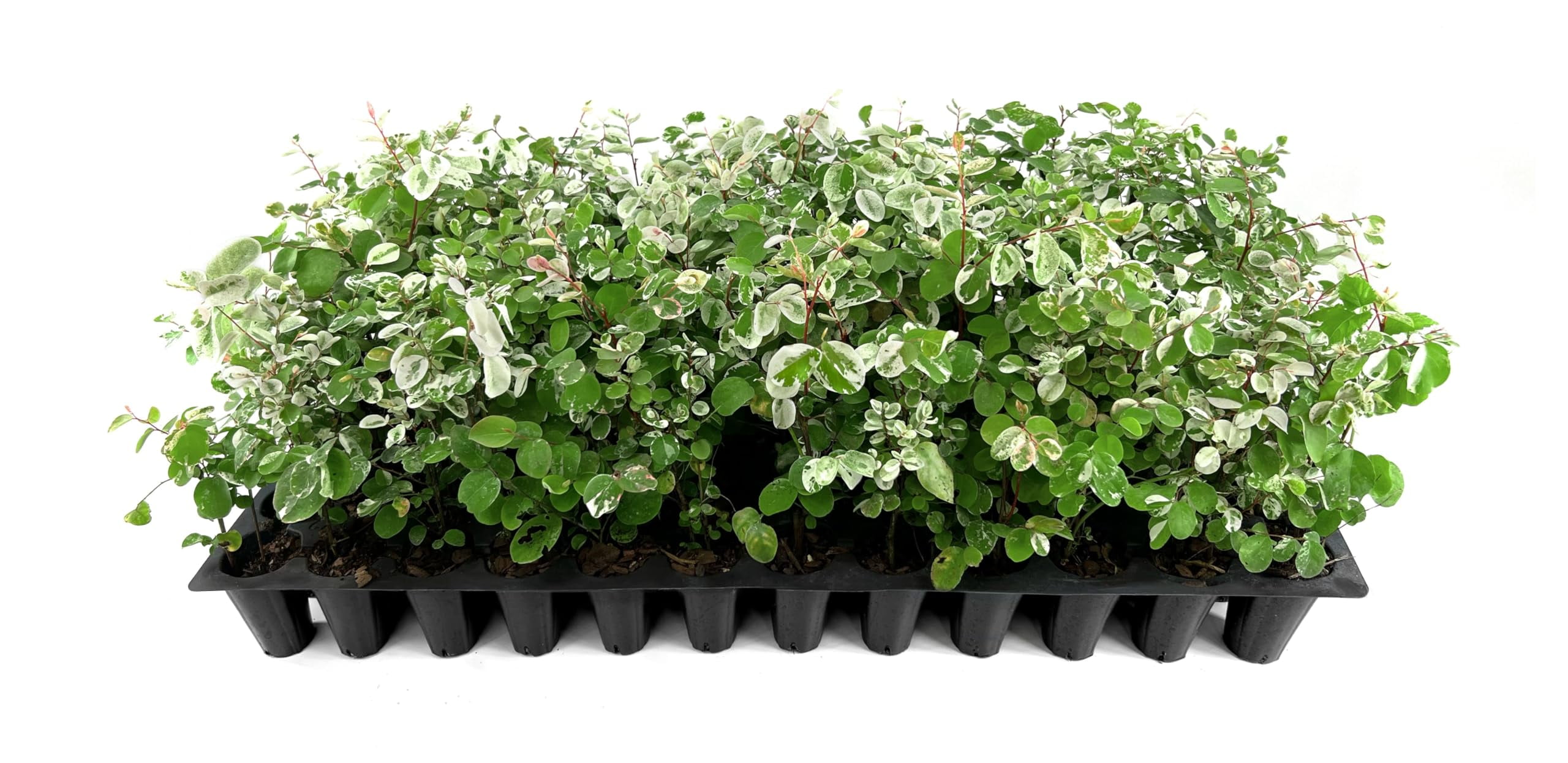 Jasmine Summer Sunset - 40 Live Plants - Trachelospermum Asiaticum