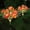 Orange#2, variant on Solar Powered LED Flower Lantern | 7 Head Peony Garden Light | Waterproof Outdoor Stake Light for Yards, and Patios | Decorative Landscape Lighting for Gardens and Terraces