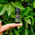 thumbnail image 2 of Edens Garden Sage- Dalmation Essential Oil- 100% Pure Premium Grade, Undiluted, Natural, Therapeutic, Aromatherapy, The Best for Diffuser, Candle, Laundry, Humidifiers 30 ml (1 fl oz), 2 of 8