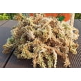 thumbnail image 2 of Yilotuce 1.1 lb Sphagnum Moss for Plants, Carefully Selected Clean Sphagnum Mos for Rooting Plants, 2 of 4