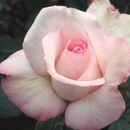 Heirloom Roses - Live Real Fresh White Crystalline Hybrid Tea Rose ...