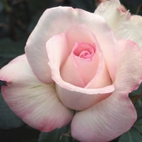 Heirloom Roses - Sheer Bliss Hybrid Tea Rose Plant