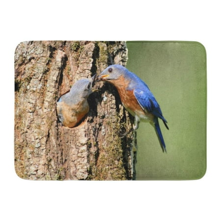 Eastern Bluebird Nest - GODPOK Bird Blue Animal Pair of Eastern Bluebird Sialia Sialis by Nest Hole Avian Couple Rug Doormat Bath Mat 23.6x15.7 inch