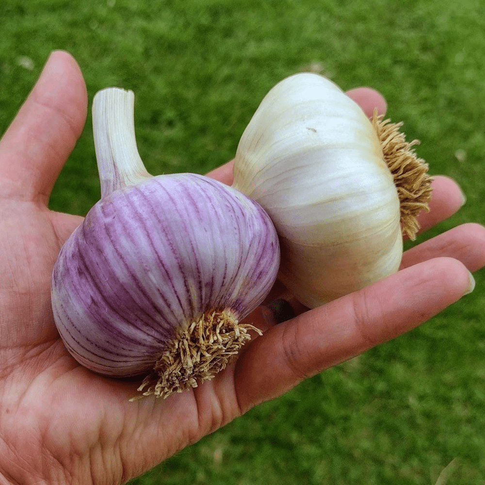 4 Mix Garlic Bulbs, Garlic Bulbs Easy to Plant, Garlic Bulbs for Planting Outdoors