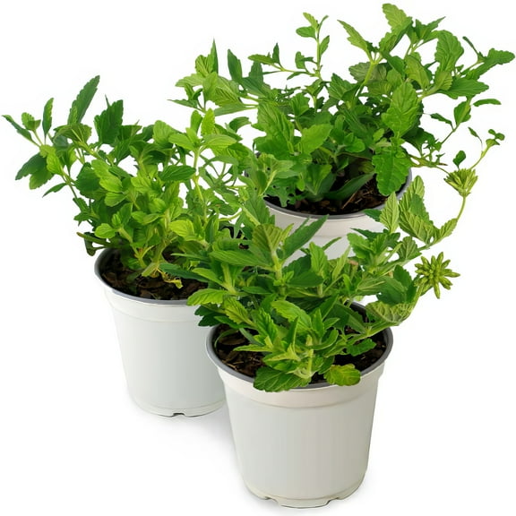Live Annual 4" Pentas 'Star Bright Mix' (3-Pack) with Full Sunlight