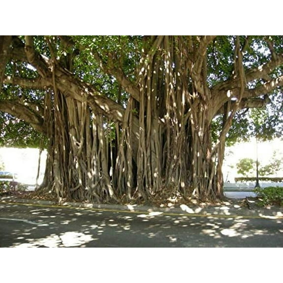 Ficus 5 Benghalensis Banyan Tree Plant Seeds