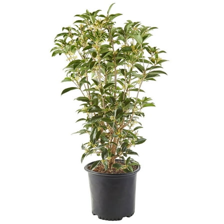 Expert Gardener Baucom's Osmanthus Tea Olive Live Shrub