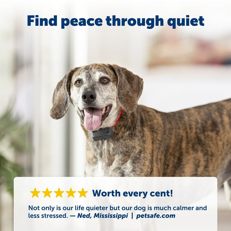 Basic bark control collar sale