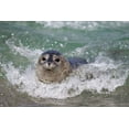 thumbnail image 2 of Talbot Frank, Christopher 14x11 White Modern Wood Framed Museum Art Print Titled - USA, California, La Jolla A baby seal surfing, 2 of 4
