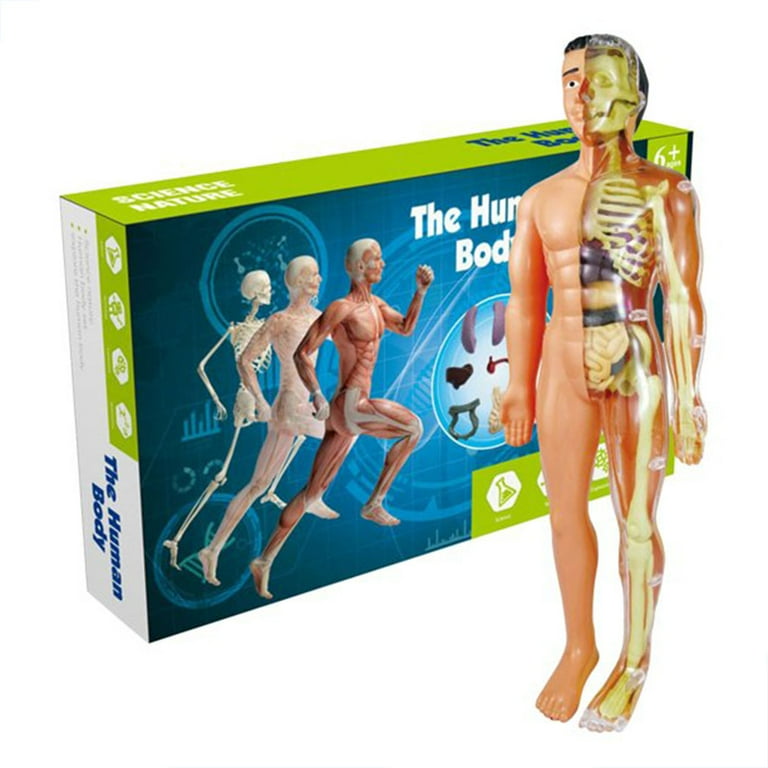 Human Body Model, Transparent STEM Toys, Anatomy Model Kit, Educational