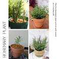 thumbnail image 2 of Indoor 10" Rosemary Plants Live in 4" Pot, Rosemary Bush for Indoors Outdoor Planting, Well-rooted and Fragrant, 2 of 6