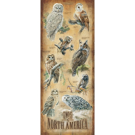 Owls of North America