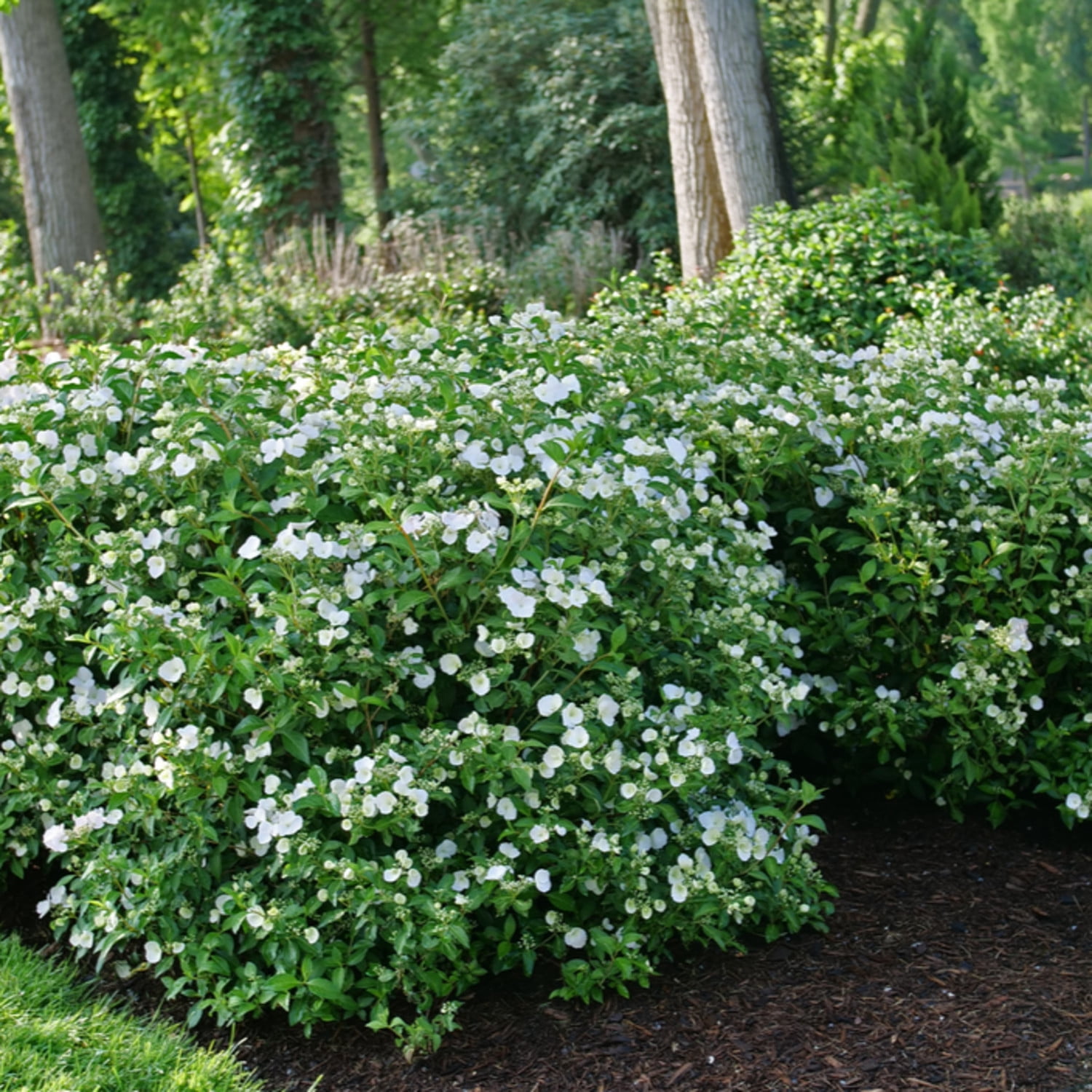 Proven Winners ColorChoice 5" White Fairytrail Bride Cascade Hydrangea Live Plant in 4.5" Pot (4 Count)