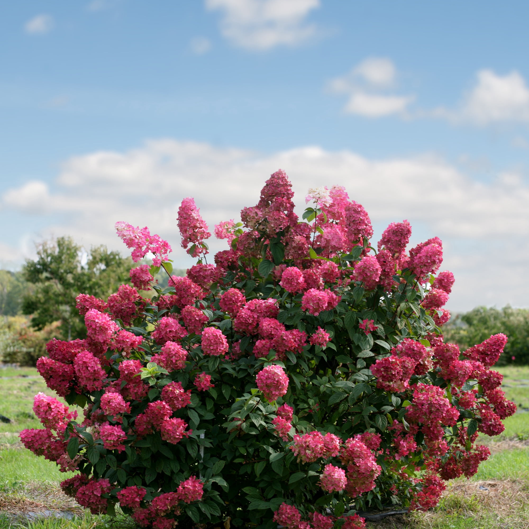 Proven Winners Fire Light Panicle Hydrangea