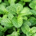 thumbnail image 4 of Live Perennial 4" Herb 'Peppermint' (3-Pack) with Full Sunlight, 4 of 6