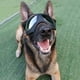 thumbnail image 2 of Gafas para perros, gafas para mascotas, gafas impermeables, resistentes al viento y con protección UV para perros medianos y grandes - Negras, 2 of 5