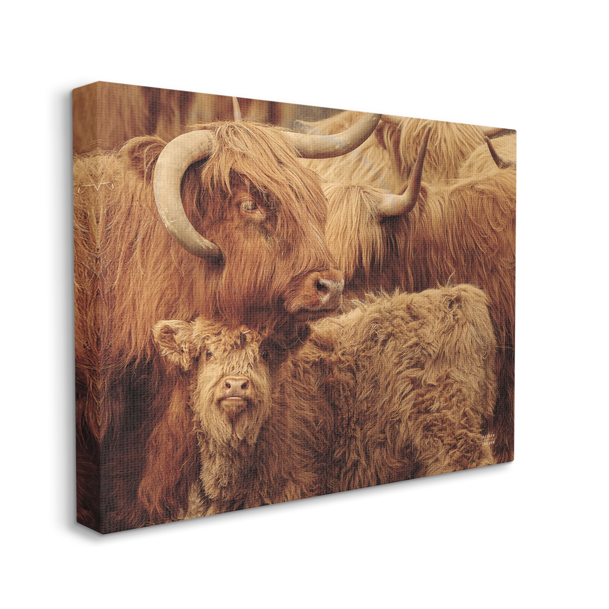 Stupell Industries Cattle & Calf Photography Animals & Insects Photography Gallery Wrapped Canvas Print Wall Art, 30 x 24
