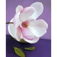 thumbnail image 2 of Beyler, Catherine 26x31 Gold Ornate Wood Framed with Double Matting Museum Art Print Titled - Composition Zen - Fleur de Magnolia sur coupe verte, 2 of 4