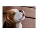 thumbnail image 3 of Figura de Resina Hi-Line Gift Ltd Cachorro Beagle aullando, 3 of 4